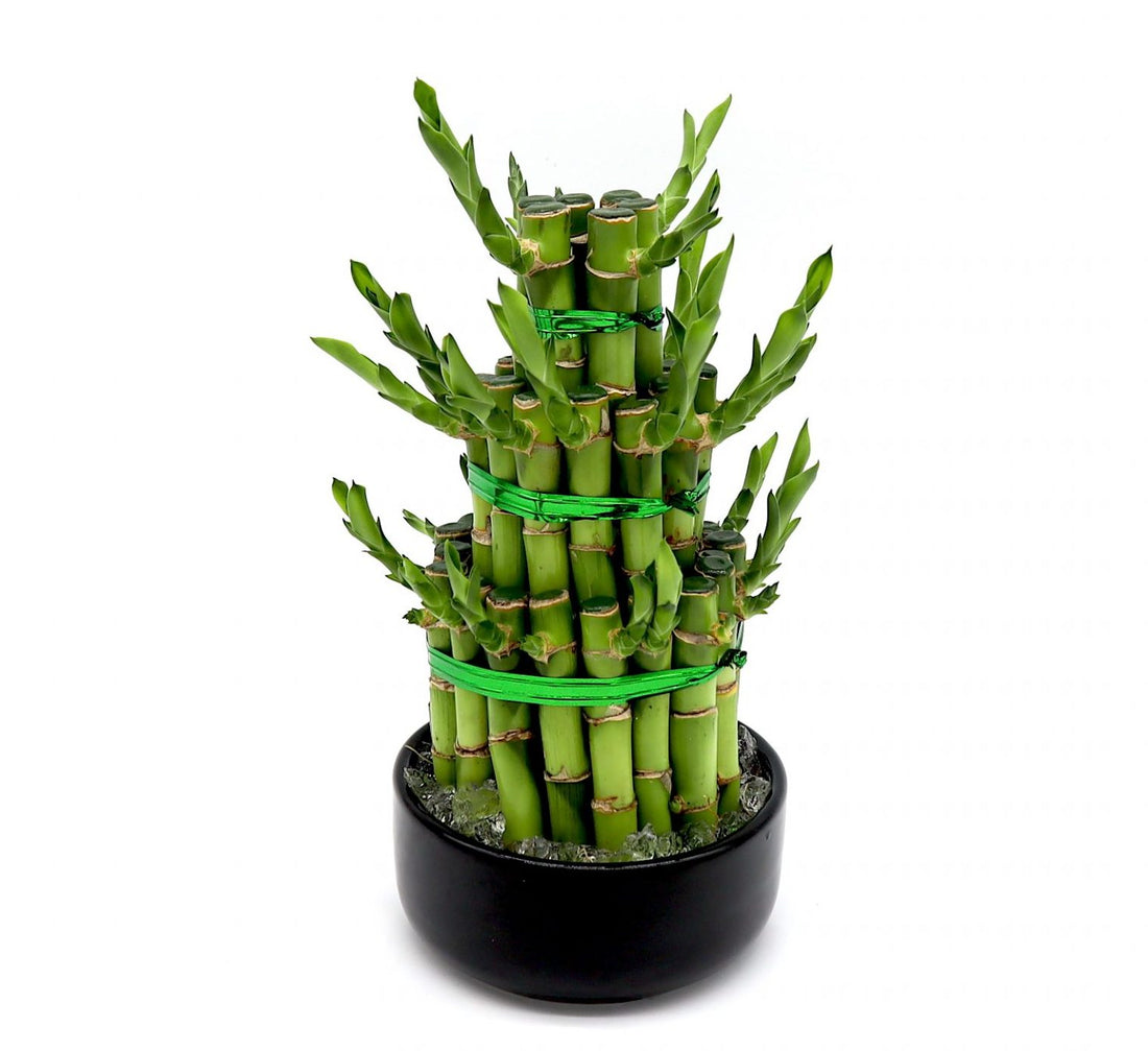 Lucky Bamboo plants | Buy Best Lucky Bamboo Plants Online