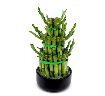 lucky bamboo for sale Best Lucky Bamboo Plants