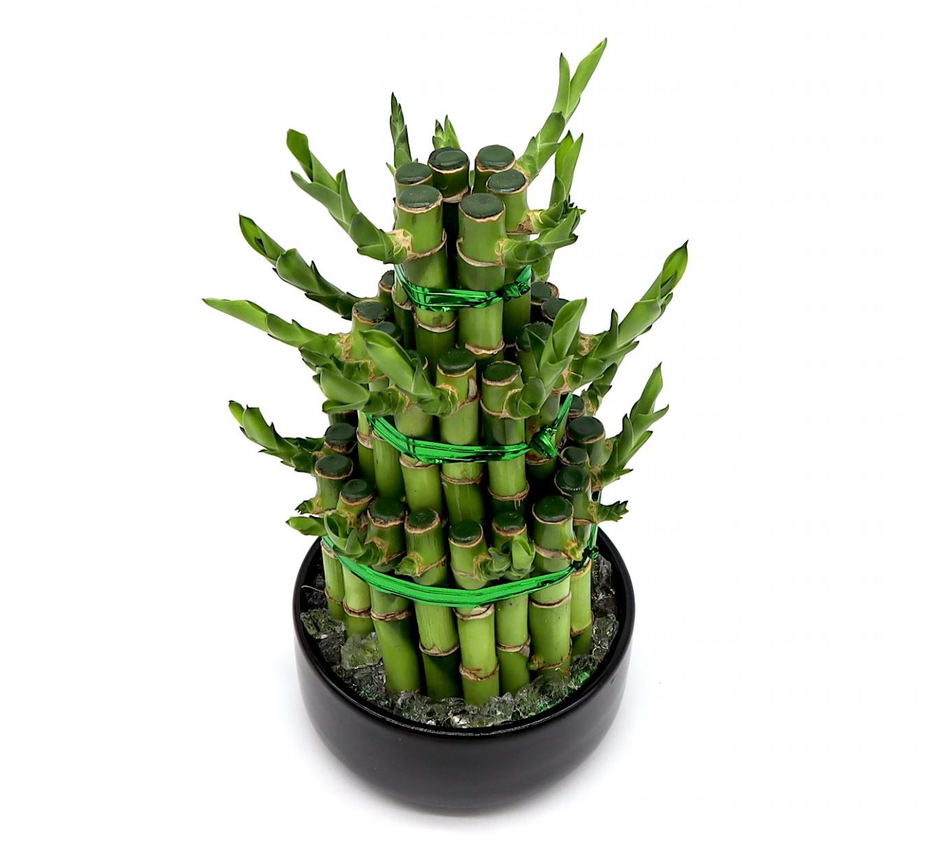 lucky bamboo for sale near me Best Lucky Bamboo Plants