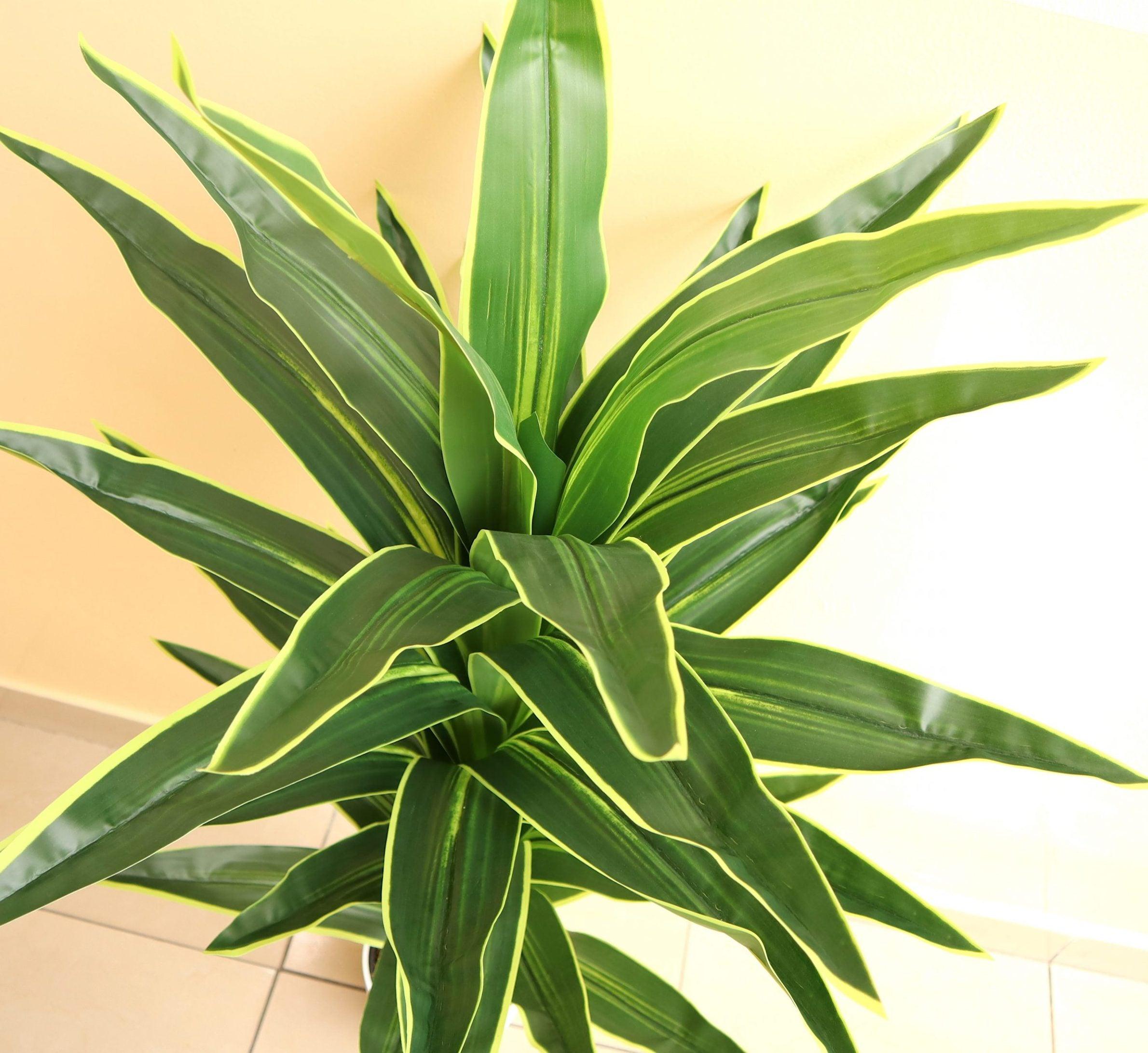 dracaena fragrans golden coast Artificial Dracaena fragrans “Golden Coast” 130cm