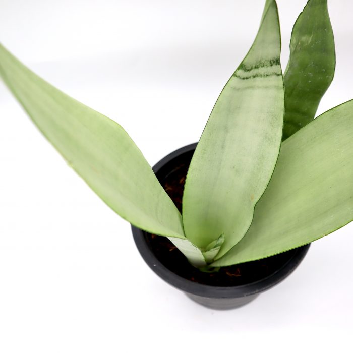 moon snake plant Snake Plant “Moon Shine” 25-30cm