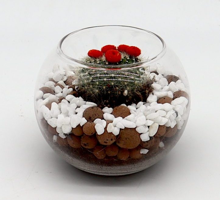 Ornamental Cactus