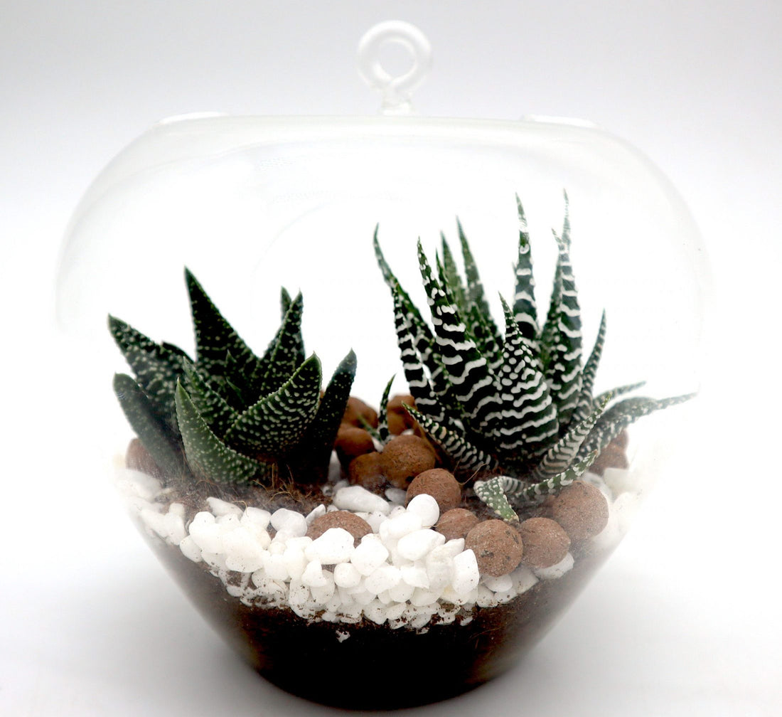 Mini succulents Haworthia