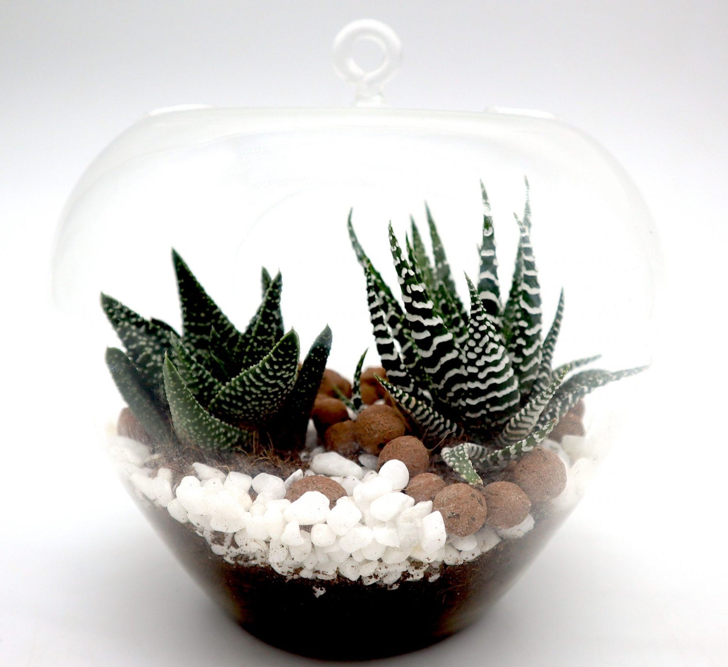 Mini succulents Haworthia