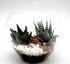 Mini succulents Haworthia