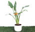 strelitzia reginae