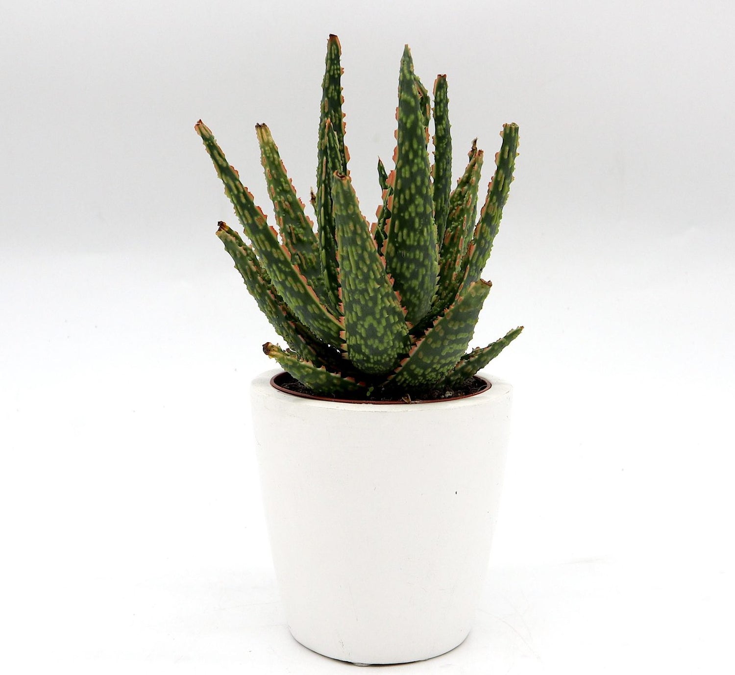 christmas carol succulent Aloe Christmas Carol Indoor succulent 15-20cm