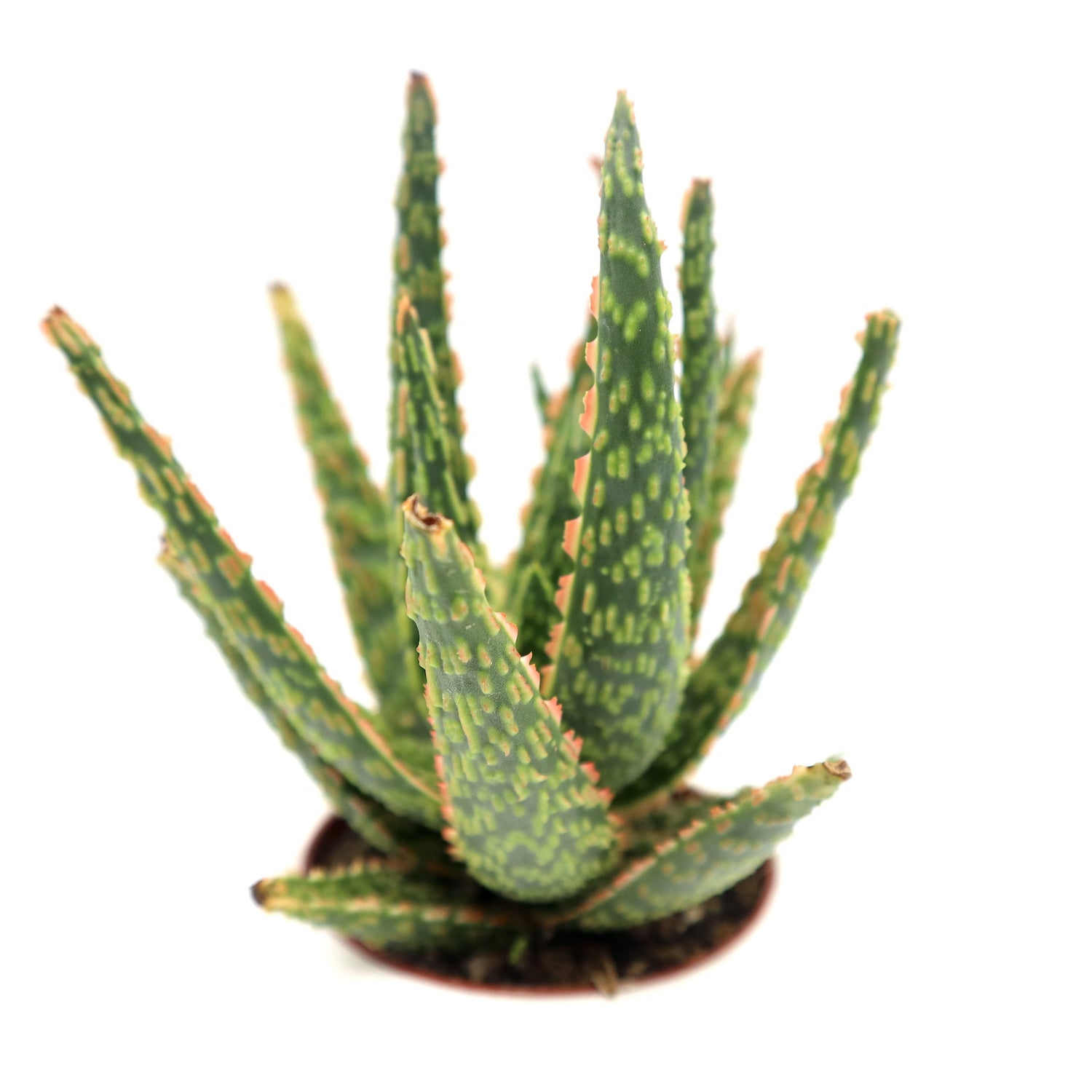 christmas aloe succulent Aloe Christmas Carol Indoor succulent 15-20cm