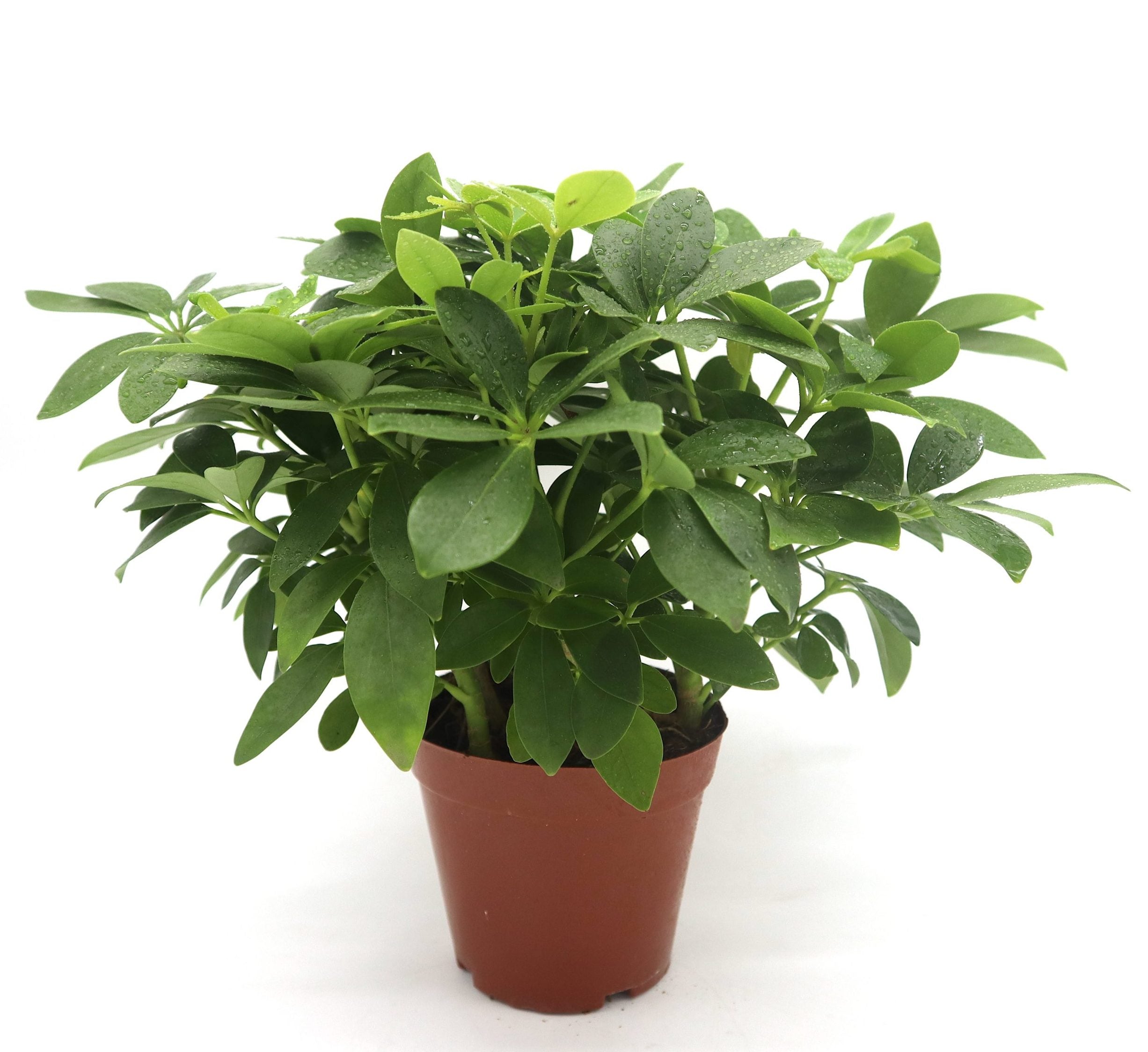 schefflera arboricola mini Schefflera arboricola | Compacta