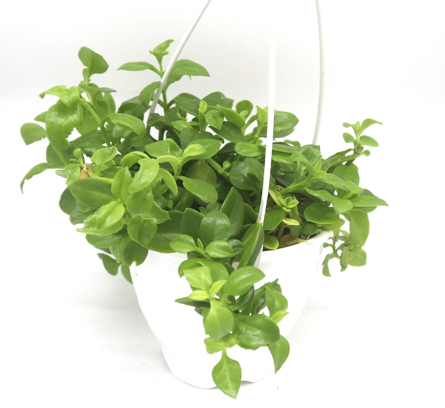 aptenia plant indoors Aptenia Cordifolia Hanging
