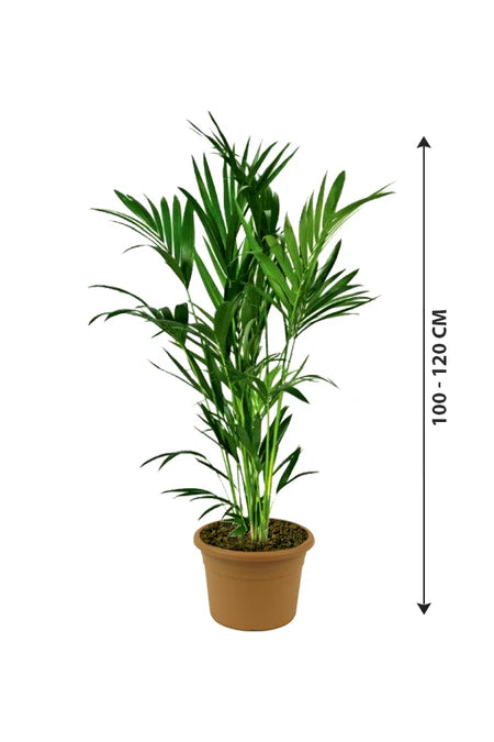 Kentia Palm