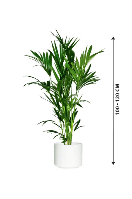 Kentia Palm