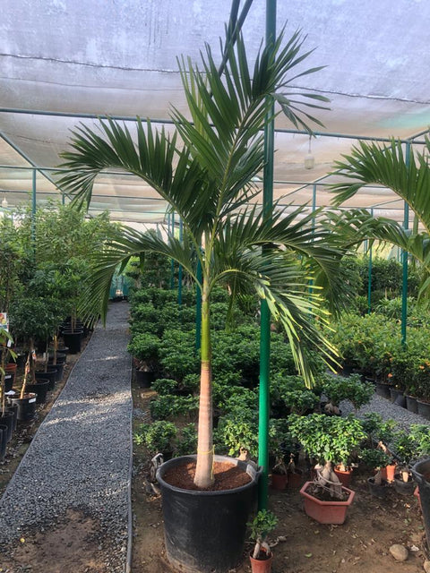 manila palm plant Veitchia Palm