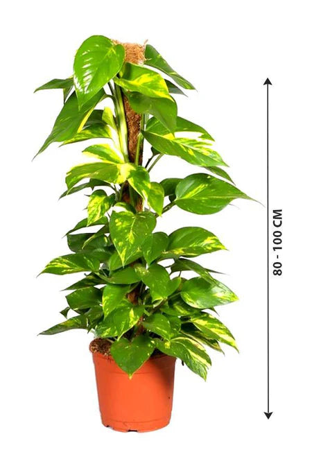 welcome money plant Money Plant