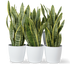 Office Sansevieria Set