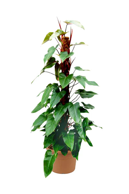 philodendron erubescens red emerald Red Emerald Philodendron