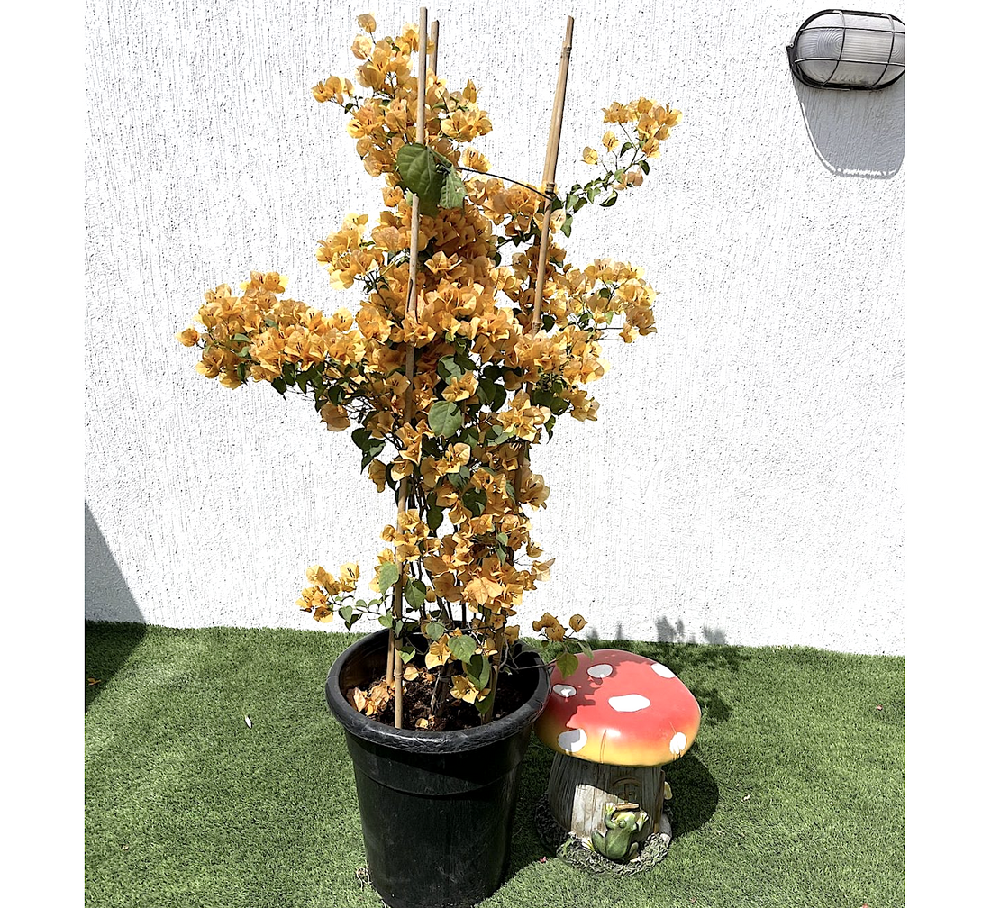 Bougainvillea Gold