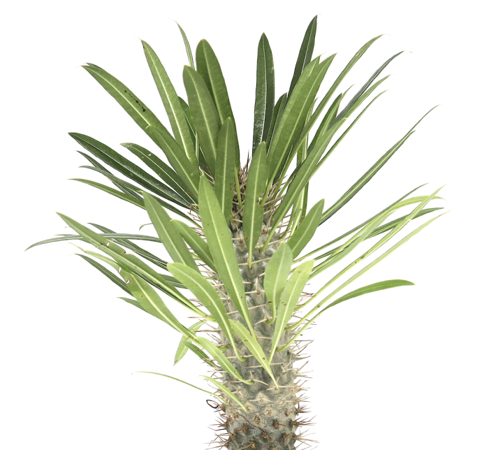 madagascar succulent Pachypodium Lamerei | Succulent