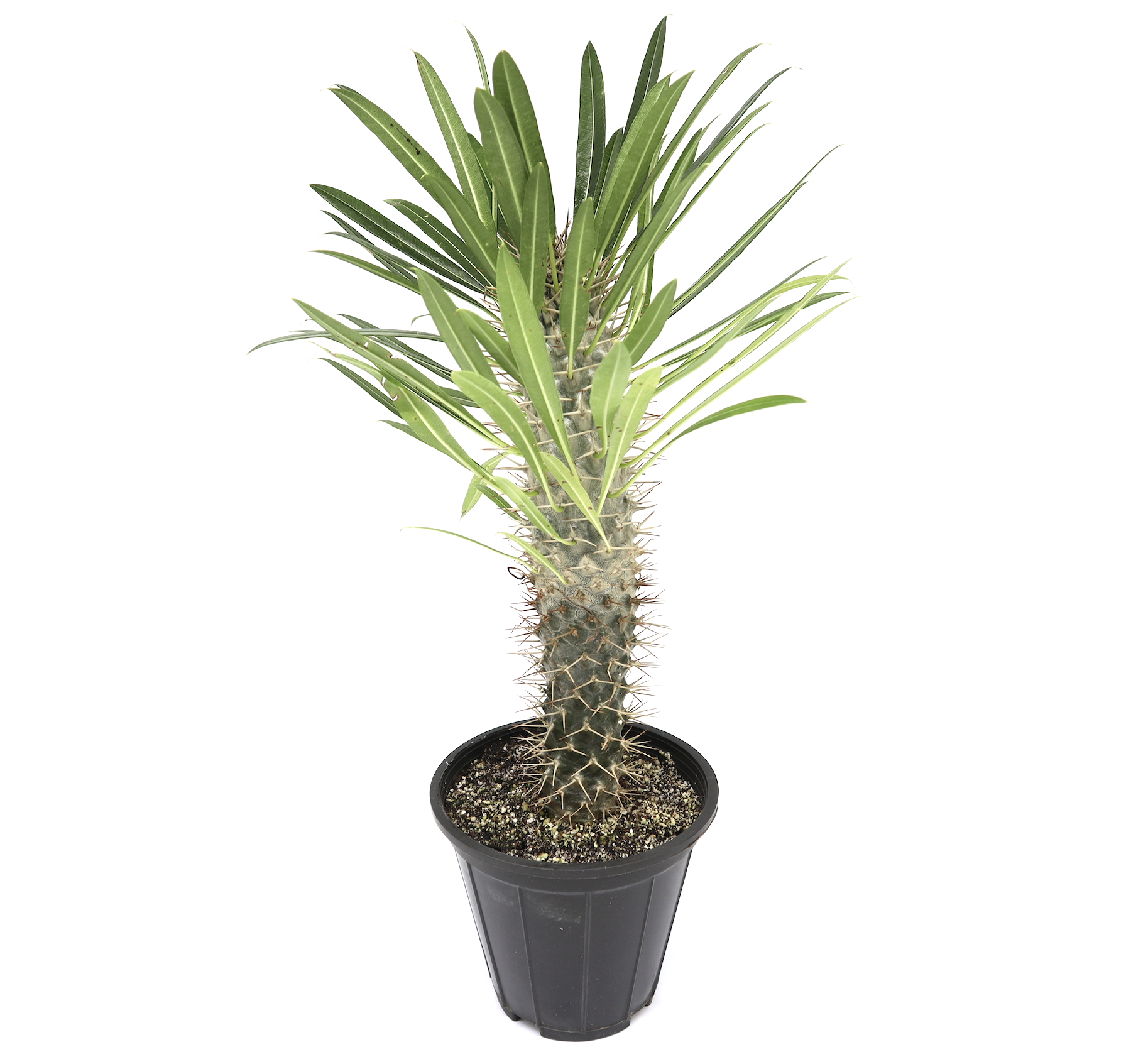 succulent palm tree Pachypodium Lamerei | Succulent