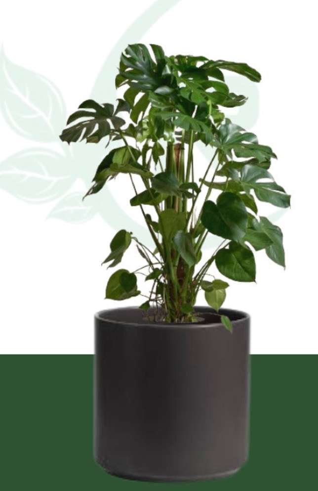 Monstera plants