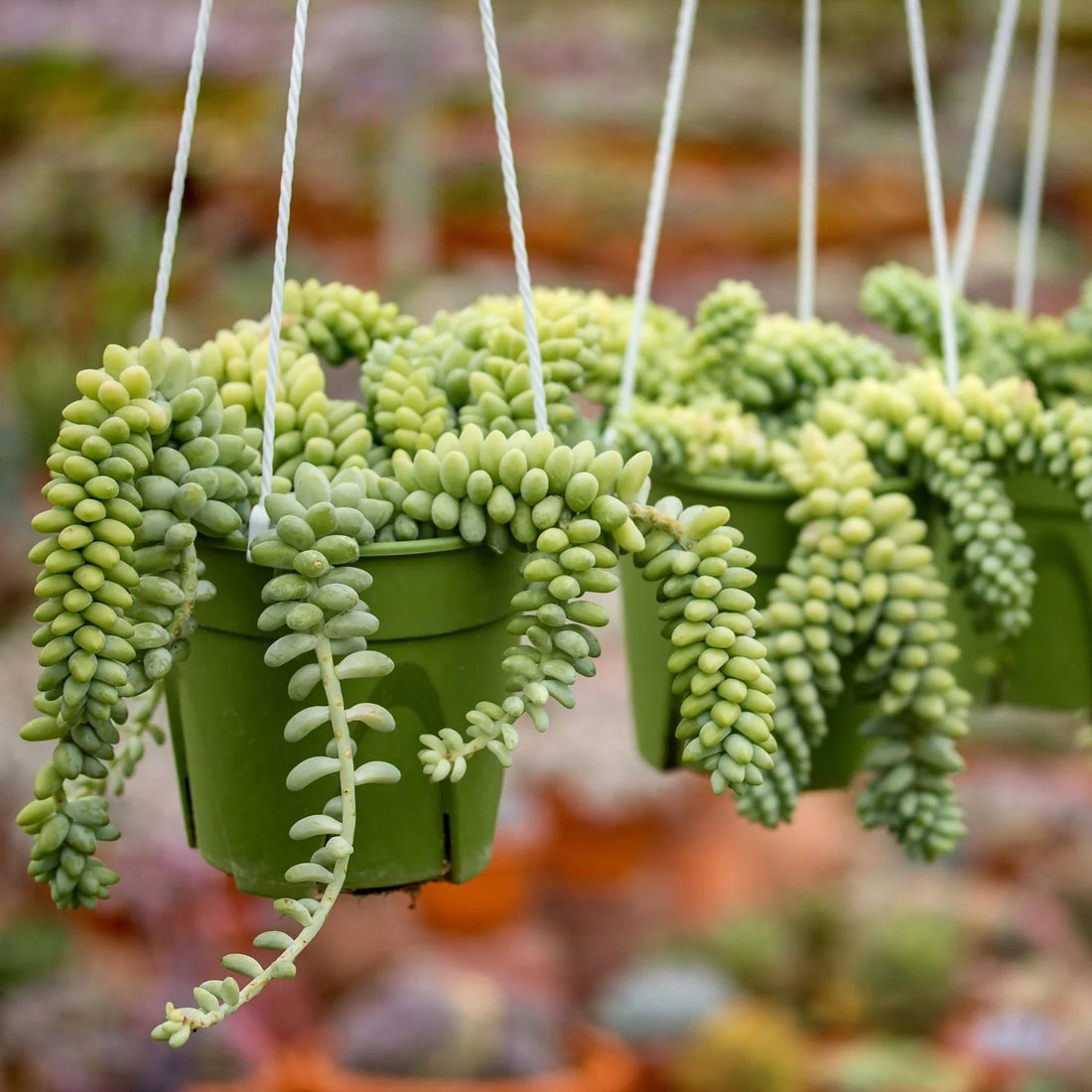 Sedum burrito “Hanging” 25 – 35cm