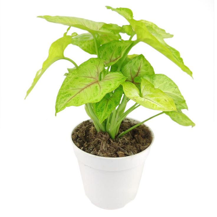Syngonium podophyllum &
