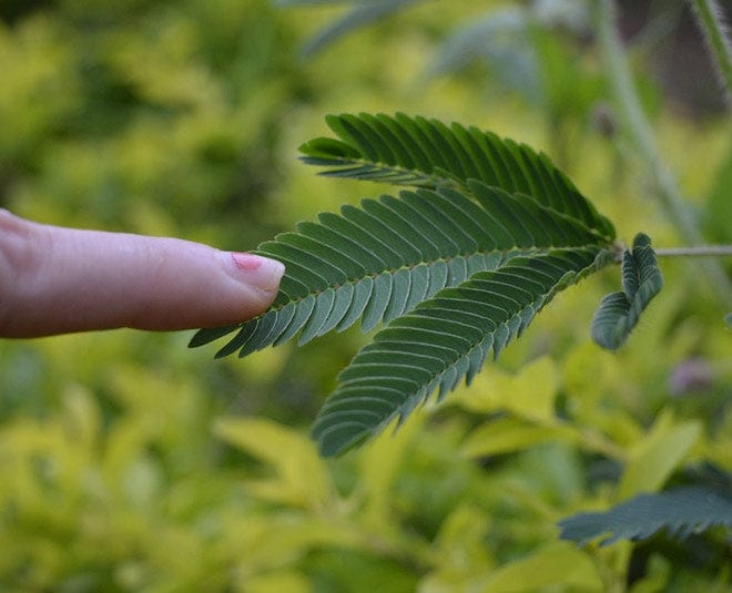 Touch me not plant