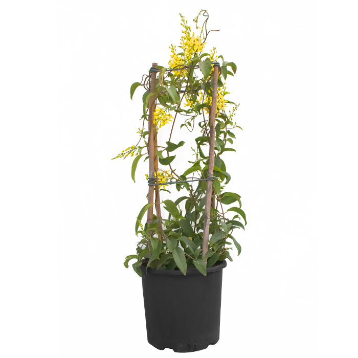  Shower of Gold Climber