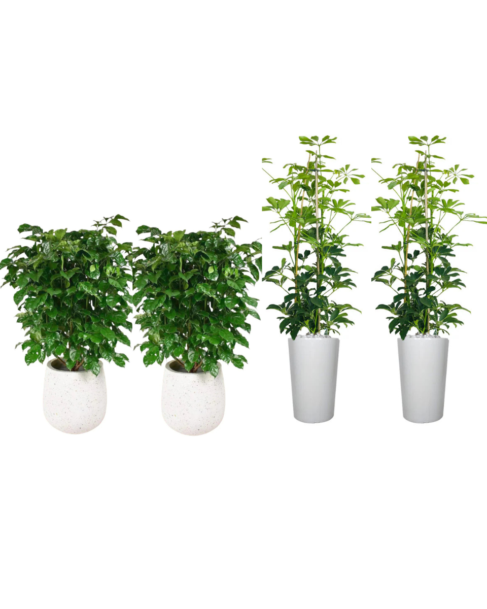 Combo Indoor Plants Bundle – 4-Piece Set | 2 x Radermachera Sinica & 2 x Dwarf Umbrella Tree | Premium Greenery by Royal Plantscape