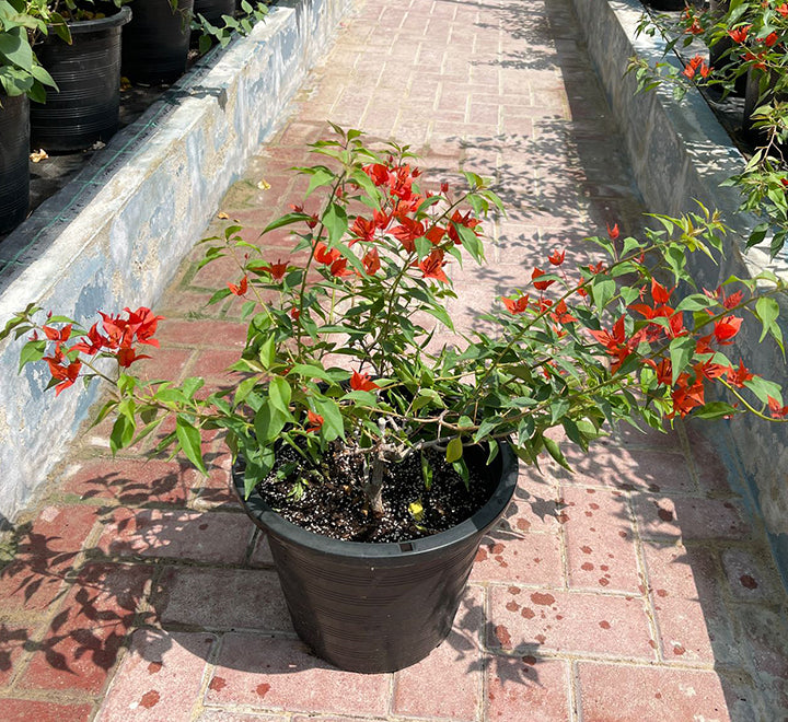 Bougainvillea Red