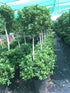 Ficus Panda 2 Head