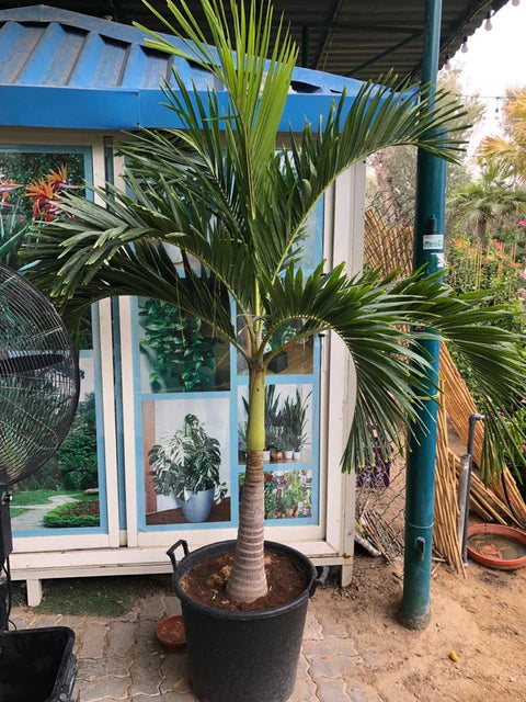 manila palm plant Veitchia Palm