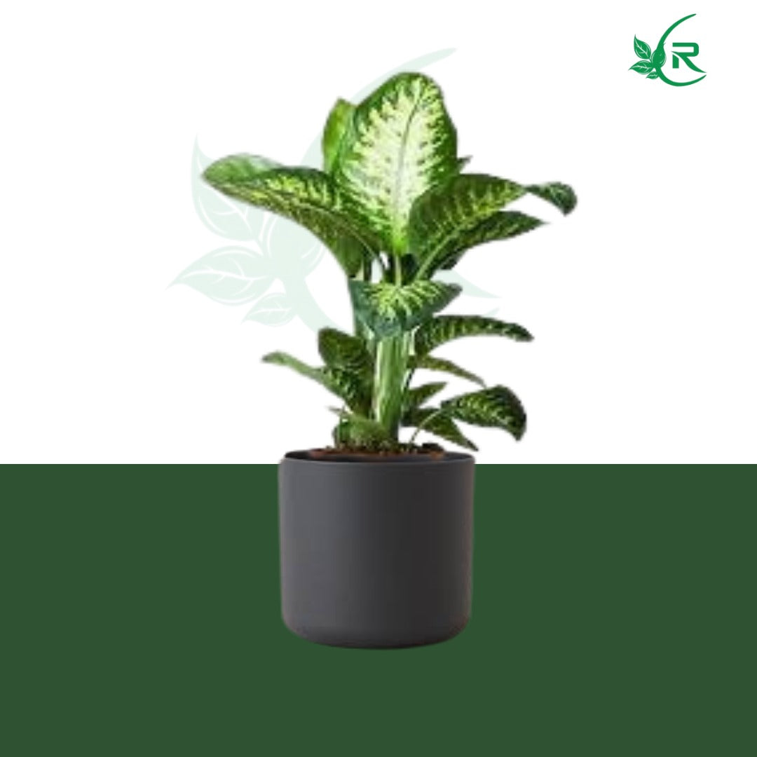 dieffenbachia tropical snow Tropic Snow" plant typically refers to a variety of Dieffenbachia,