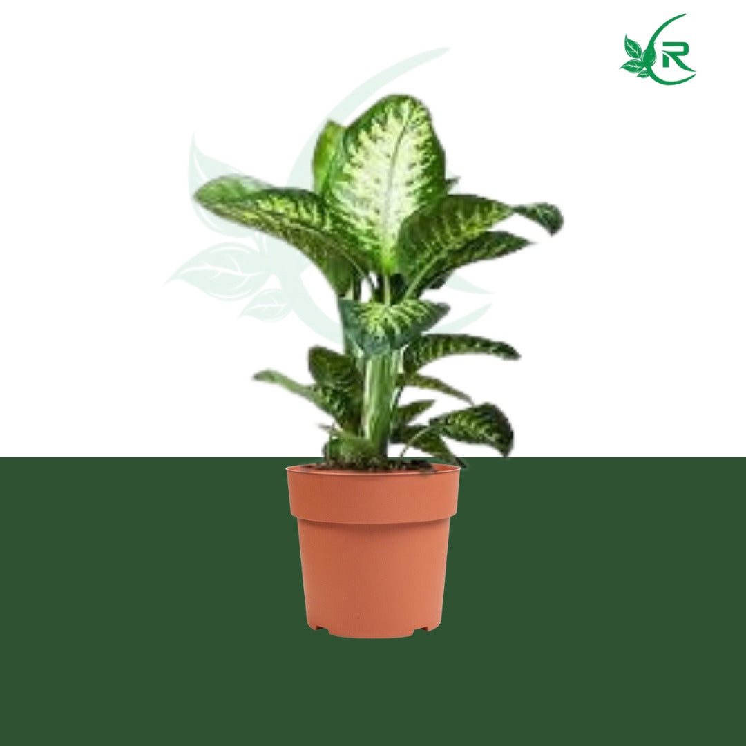 golden dieffenbachia plant Dieffenbachia with stainless steel luxury golden color pot