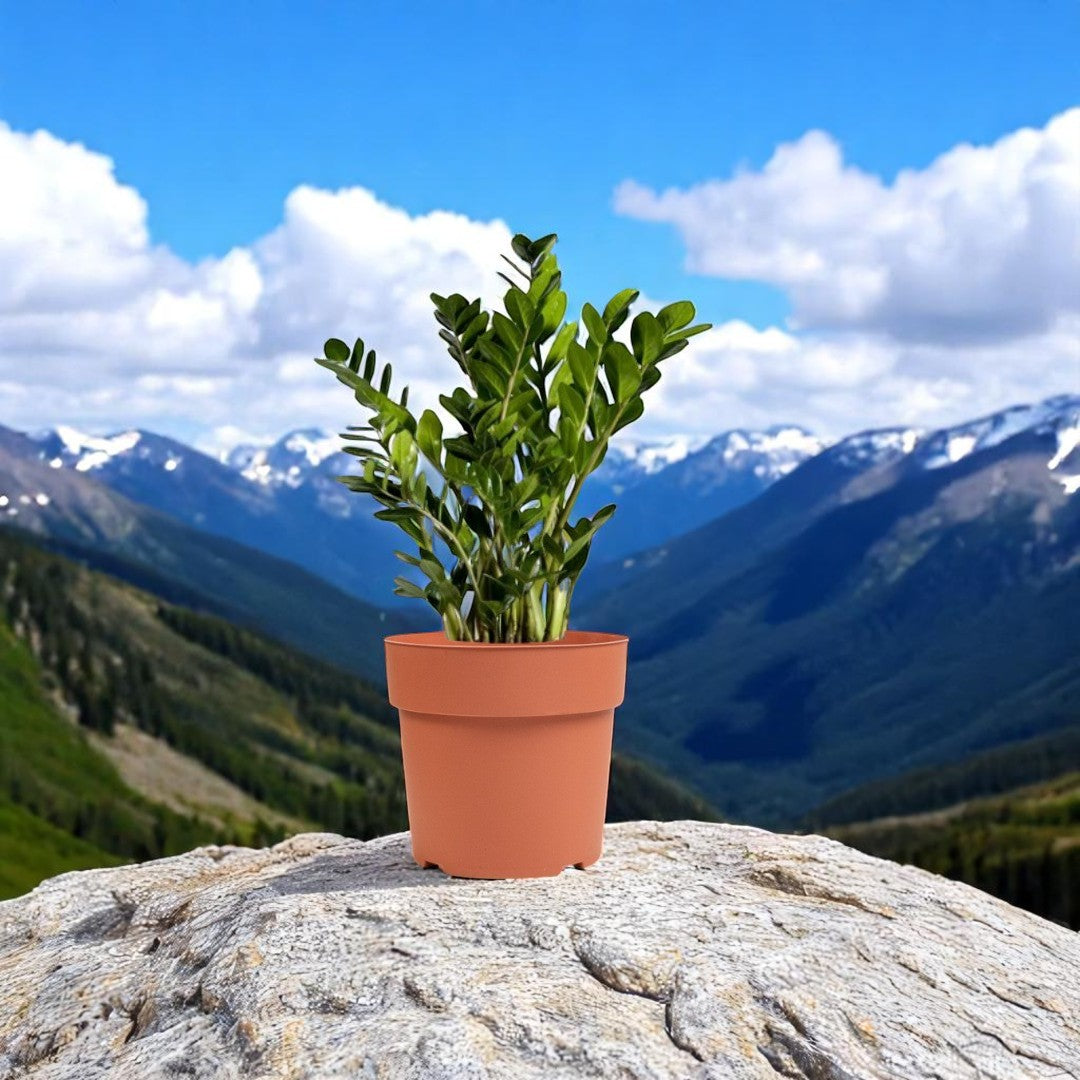 Zamia plant, also known as ZZ plant (Zamioculcas zamiifolia),