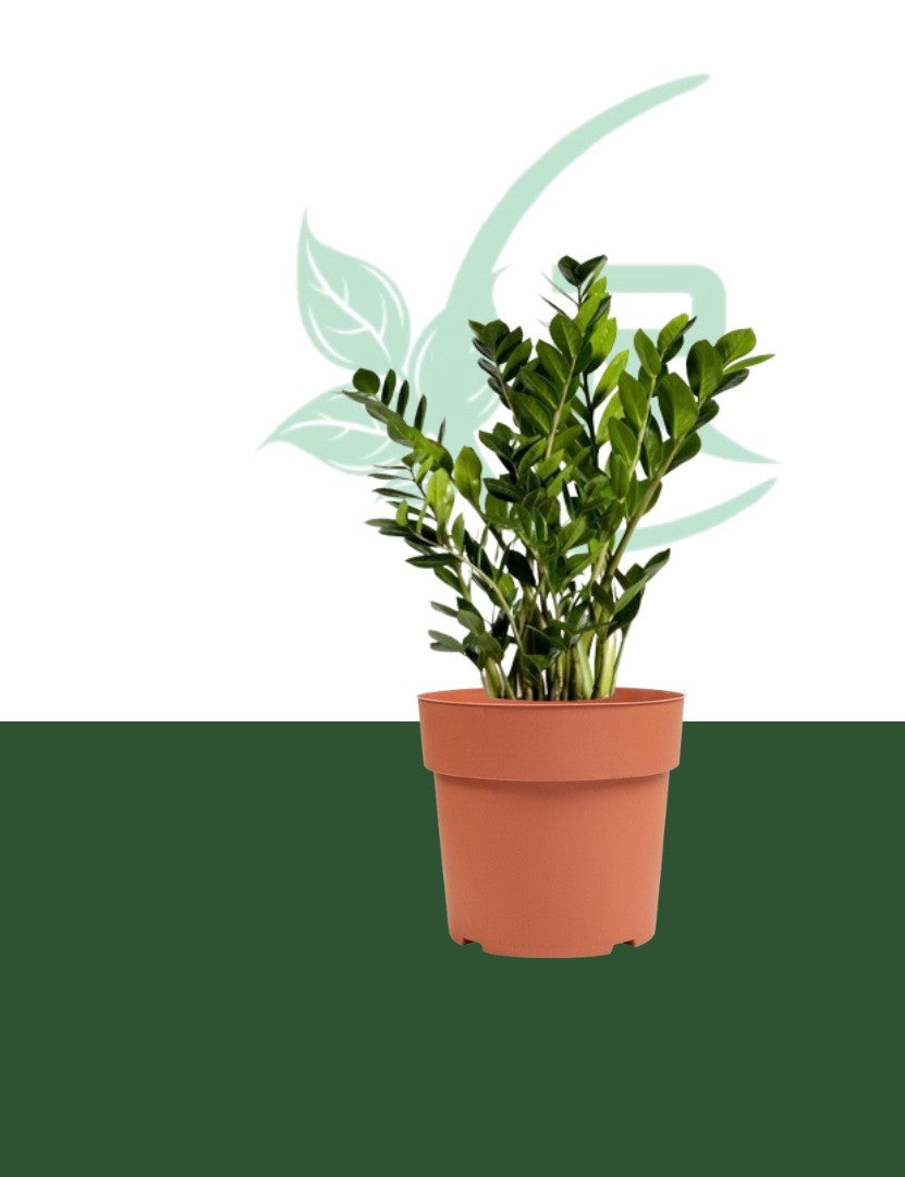 plants of steel zz plant Zamia plant, also known as ZZ plant (Zamioculcas zamiifolia),