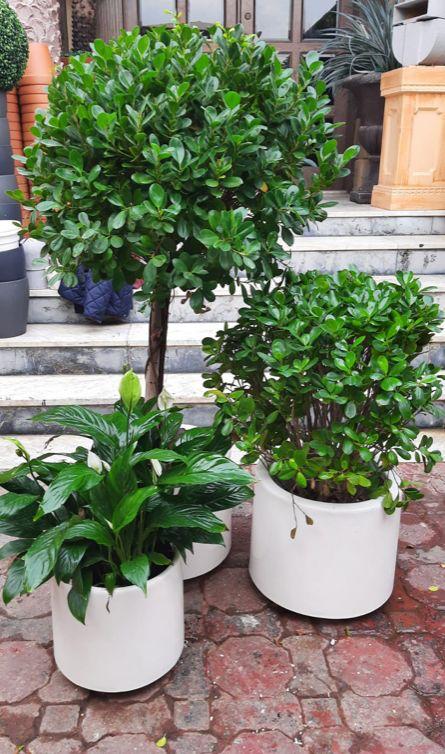 Ficus Panda (2 Pcs) with Single Head – Outdoor | Lush Green Plants in Ceramic Pots