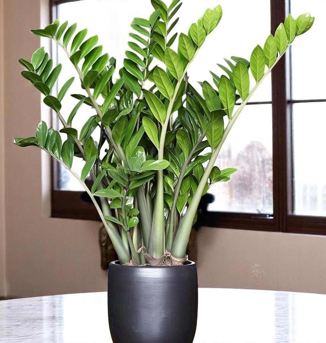 Zamia plant, also known as ZZ plant (Zamioculcas zamiifolia),