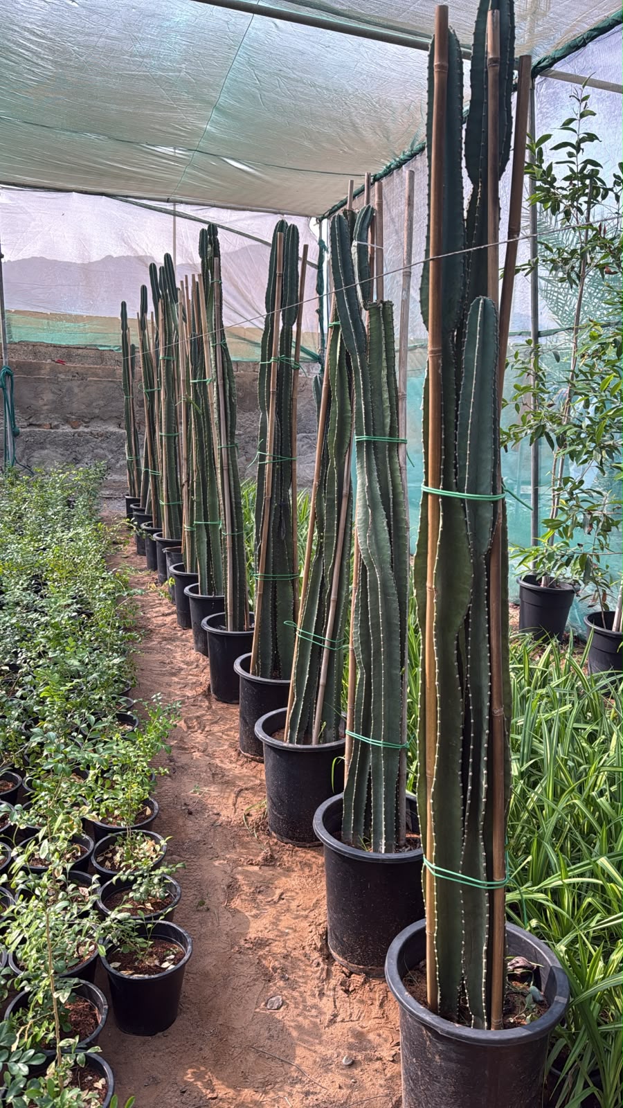 Cactus San Pedro