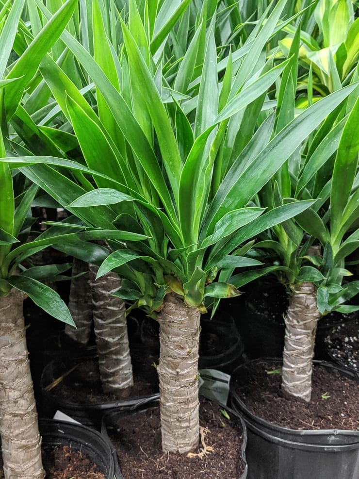 Uccas Tree Yucca Tree
