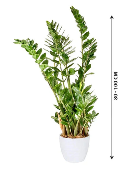 pot size for zz plant Zamioculcas plant
