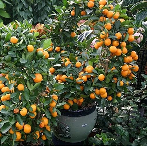 Citrus Mitis / Chinese Oranges | البرتقال الصيني – Fragrant Ornamental Tree for Indoors &amp; Outdoors