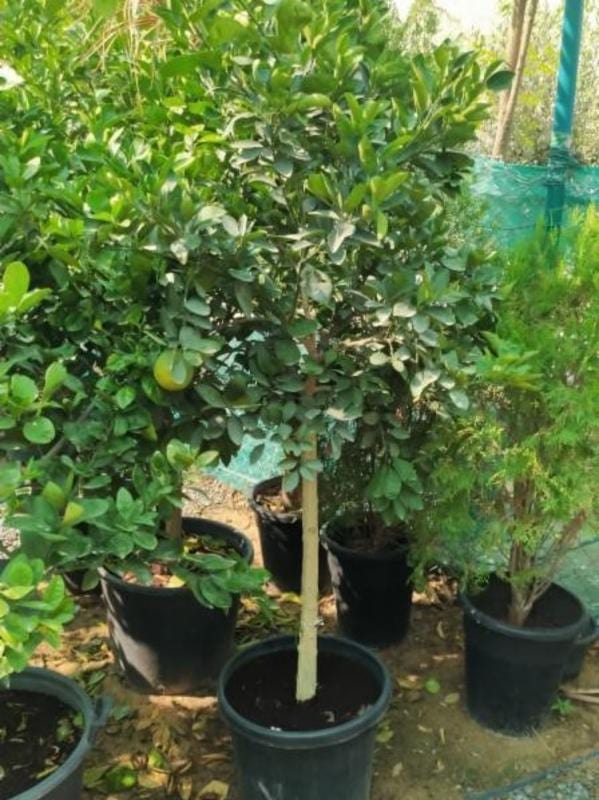 Citrus Orange Tree | Lush Fruit-Bearing Tree for Home & Garden