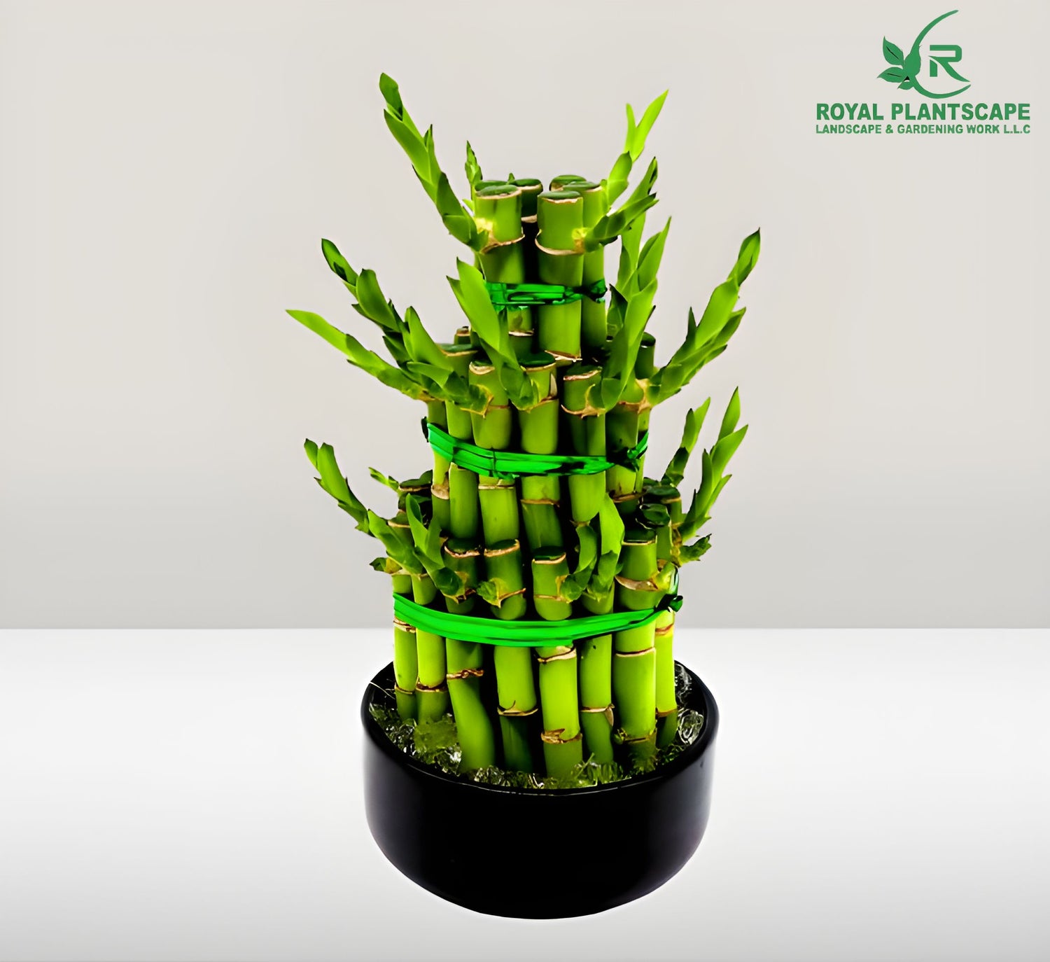 best indoor bamboo plants