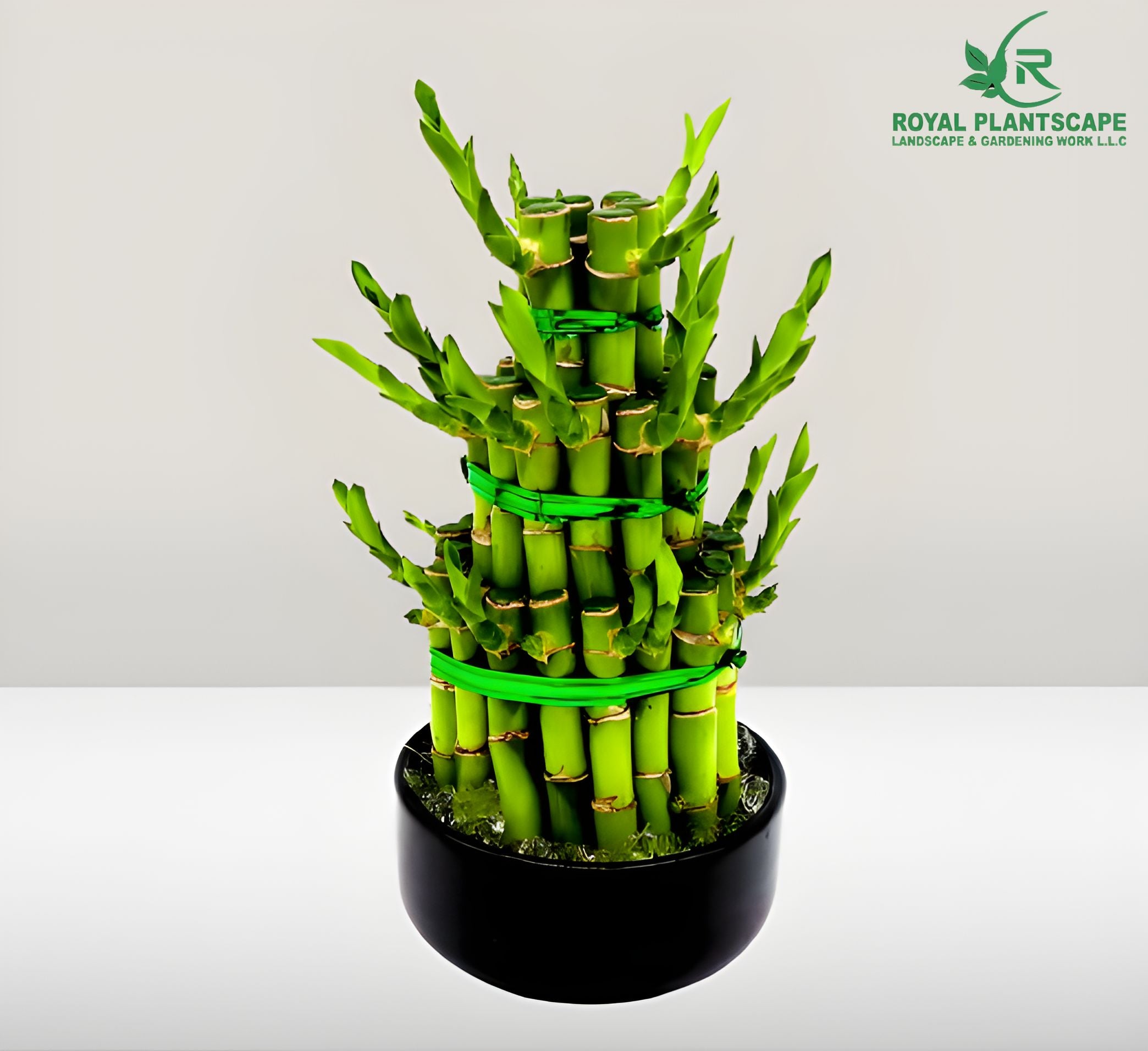 best indoor bamboo plants