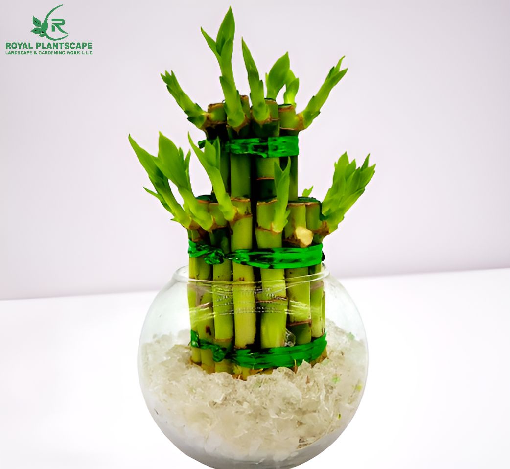  best lucky bamboo plant