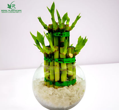  best lucky bamboo plant