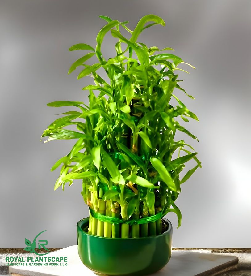 lucky bamboo online shopping Best Lucky Bamboo Plants