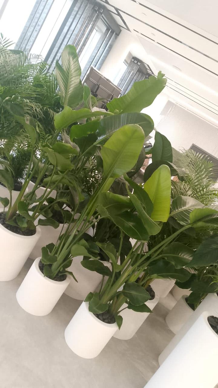 Combo Plants Bundle of 10 Pieces | Indoor Plants |Ceramic Plants| Office Plants | Home Plants