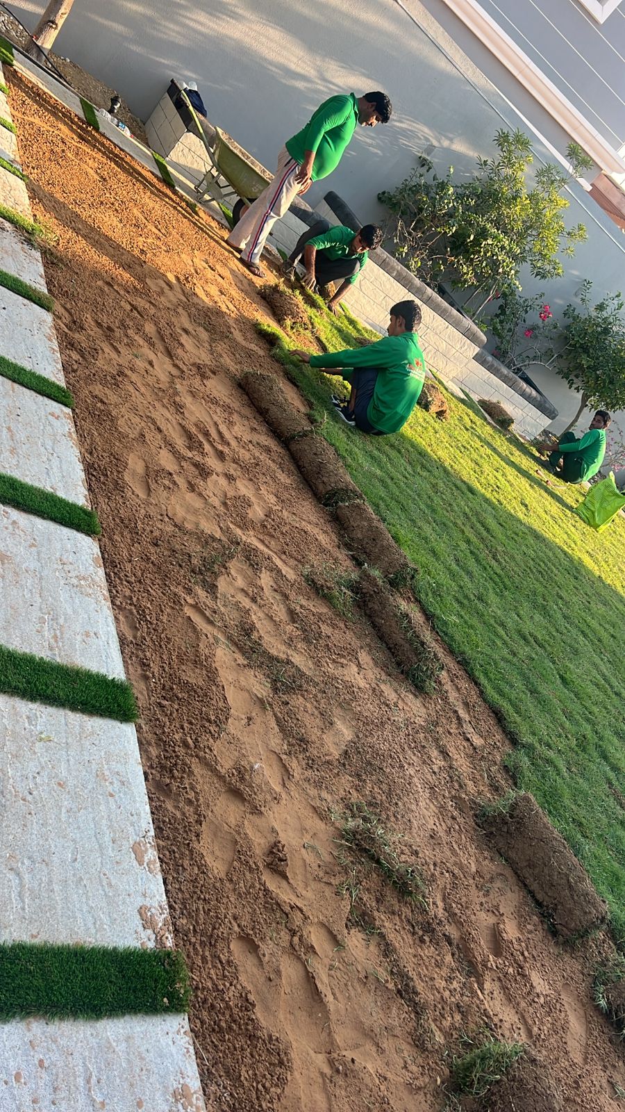 Grass Natural Carpet Paspalum Grass “Paspalium vaginatum”(Price Per Mater Square (2 Rols)